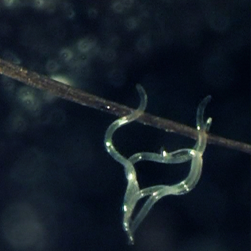 奈玛®昆虫病原线虫