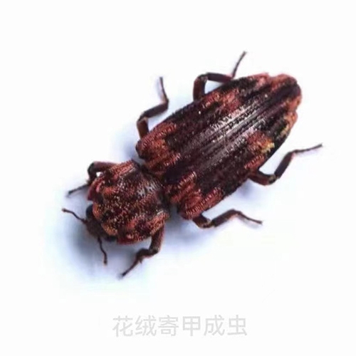科云®花绒寄甲