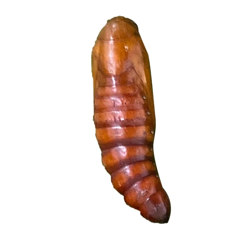 科云® 实验昆虫——棉铃虫