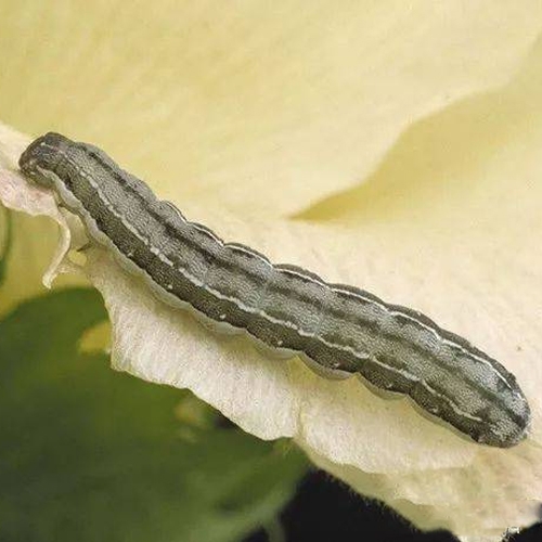 科云® 实验昆虫——甜菜夜蛾