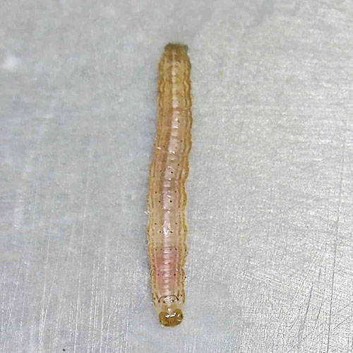 科云®  实验昆虫——粘虫