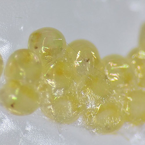 科云®  实验昆虫——粘虫