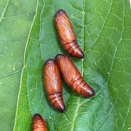 科云®  实验昆虫——粘虫