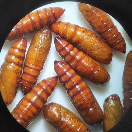 科云® 实验昆虫——甜菜夜蛾