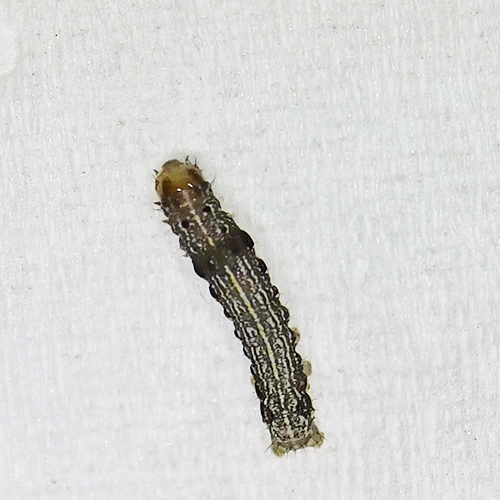 科云® 实验昆虫——棉铃虫
