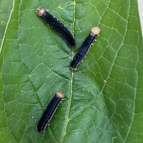 科云®  实验昆虫——粘虫