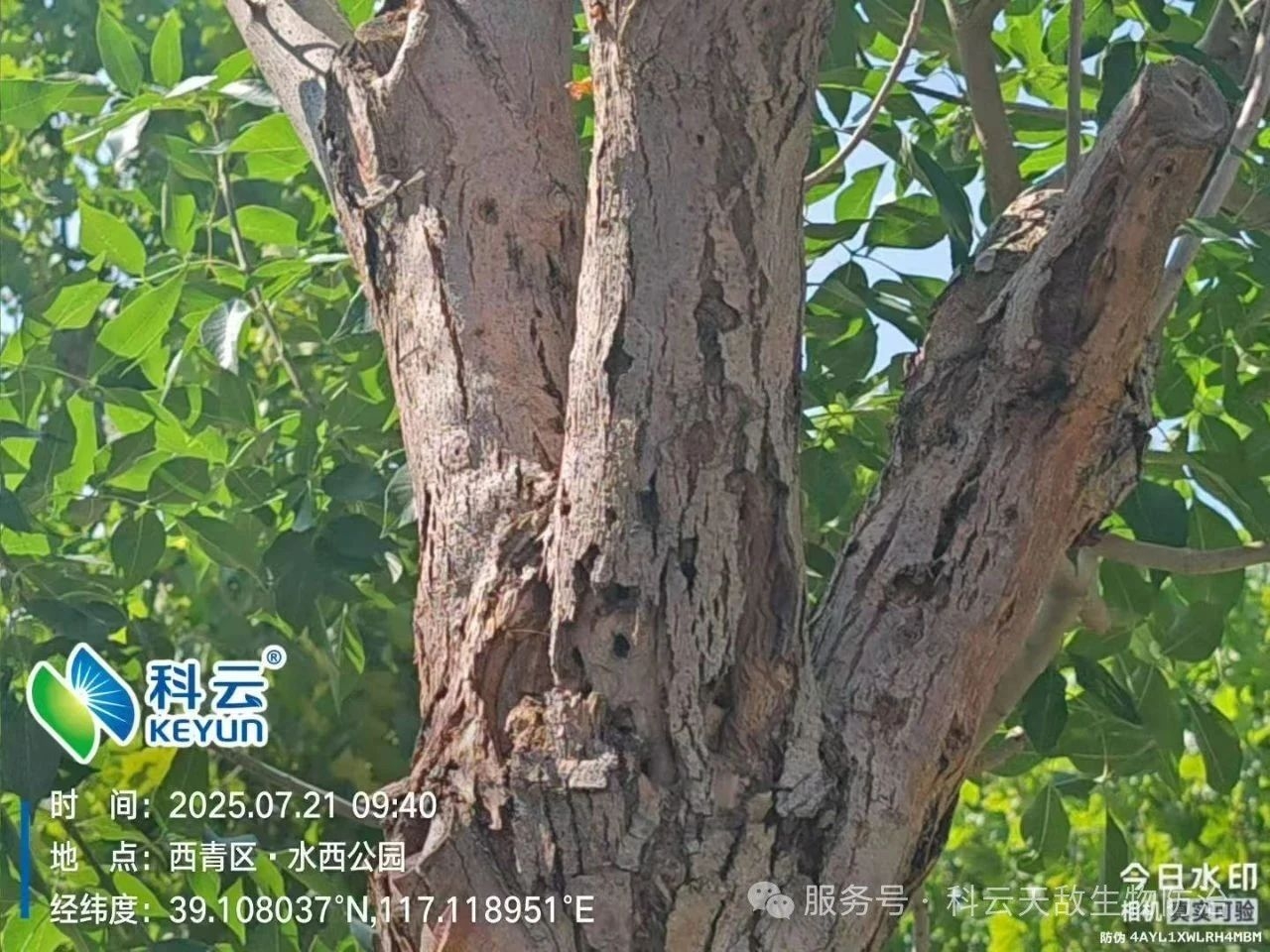天津“市树”遭虫害侵袭，科云“天敌”越千里救治